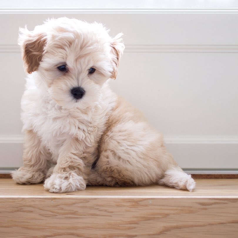 PIA, a Maltipoo puppy