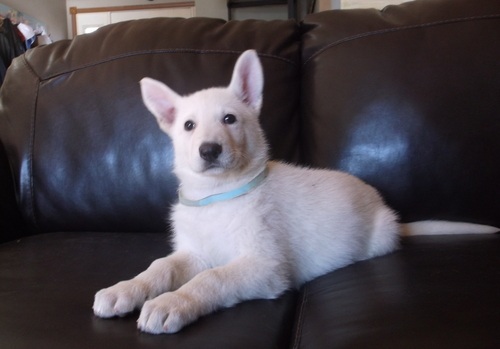 TROOPER, a German Shepherd puppy