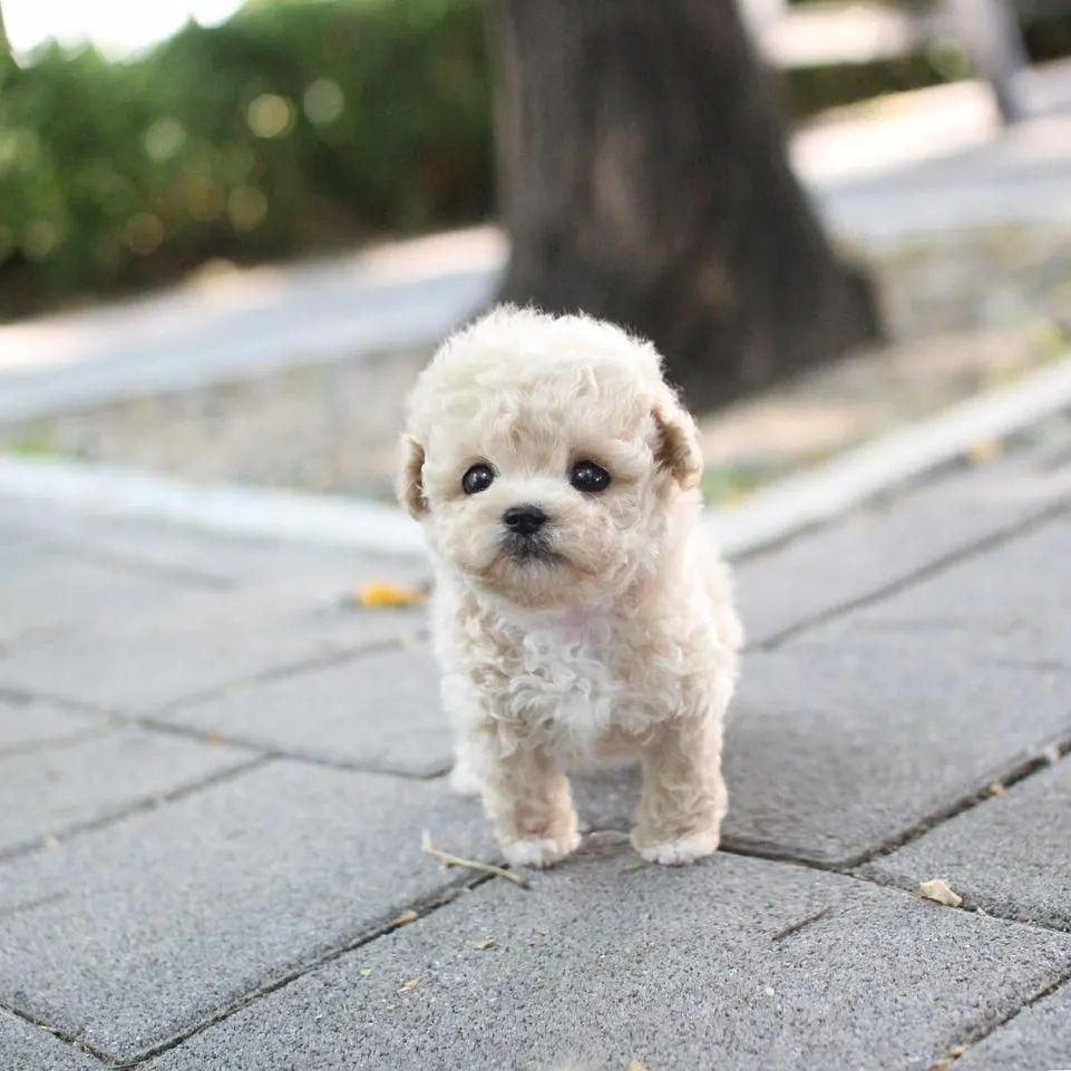 ANABLE, a Poodle puppy