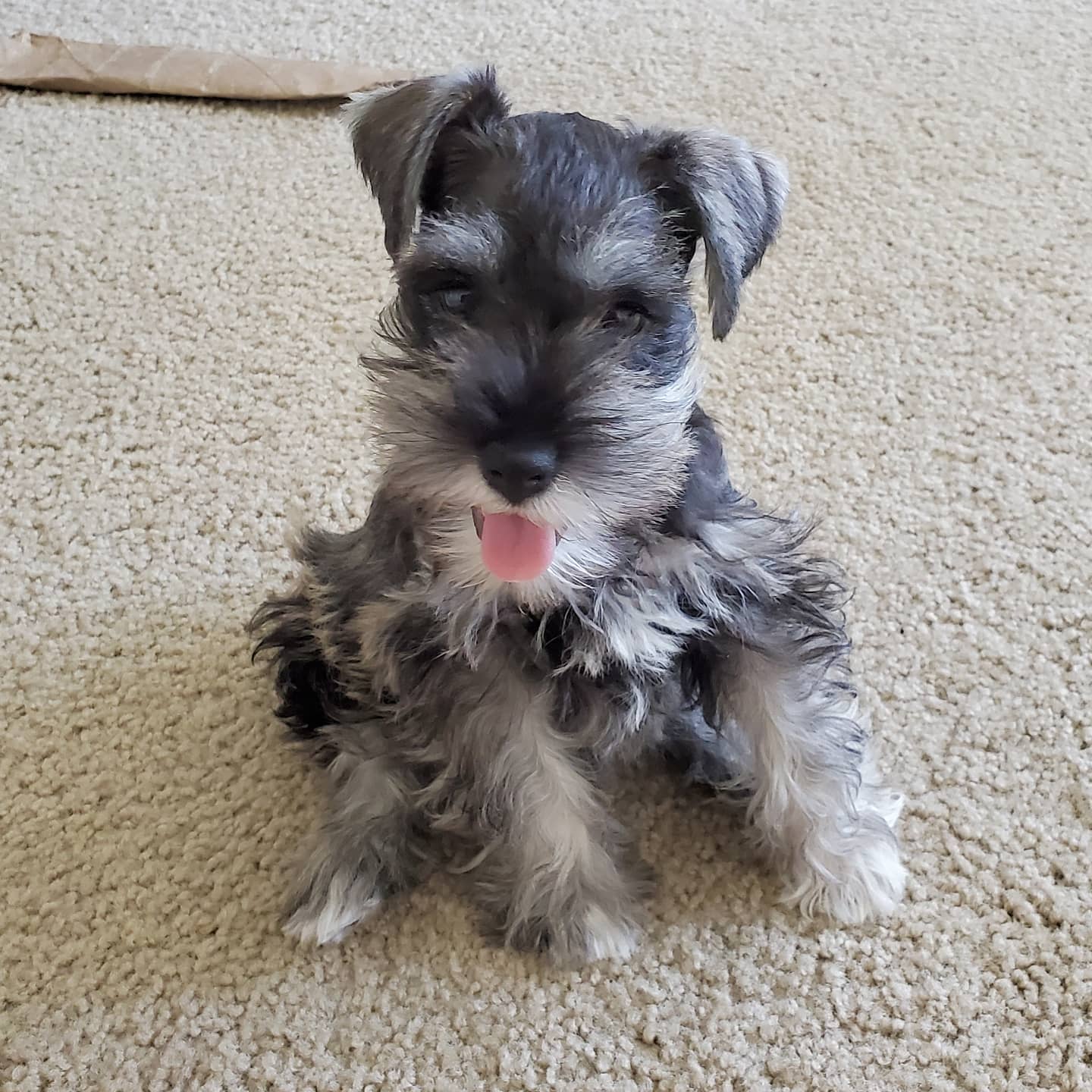CLEMANTINE, a Schnauzer puppy