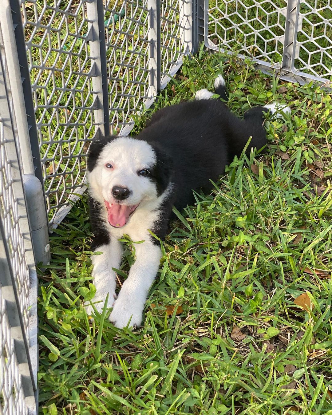 SANDY, a Border Collie puppy