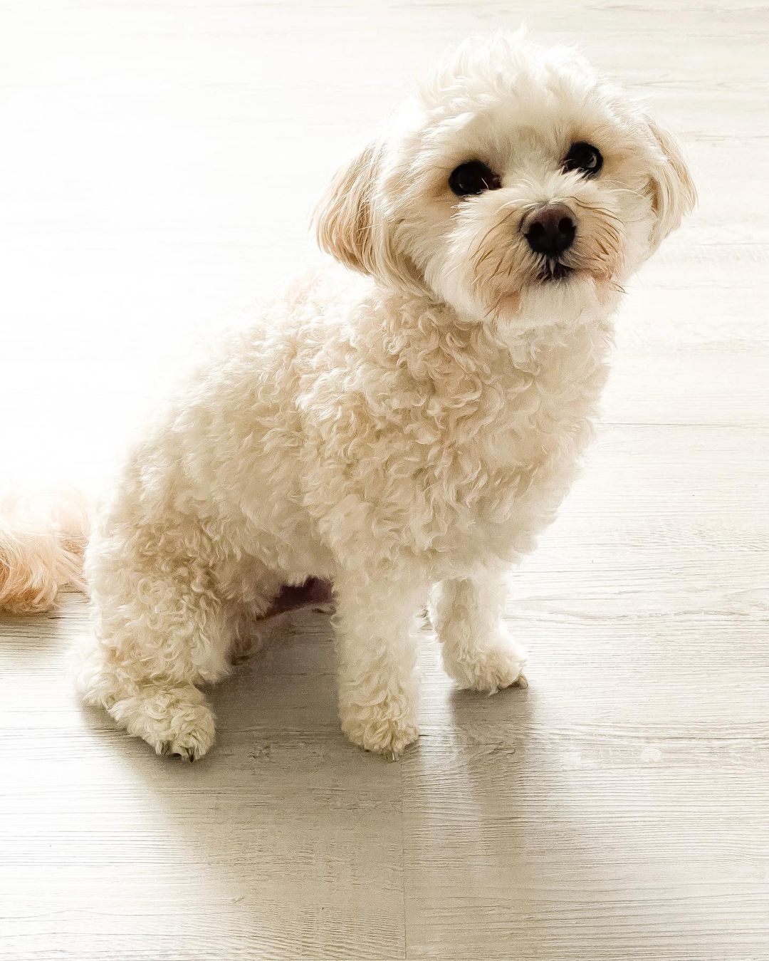 BALU, a Maltipoo puppy