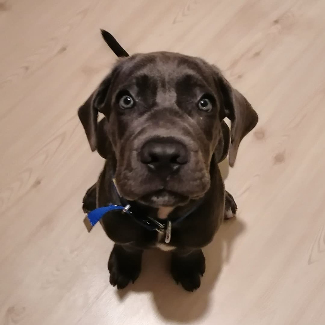 FLEXA, a Cane Corso puppy