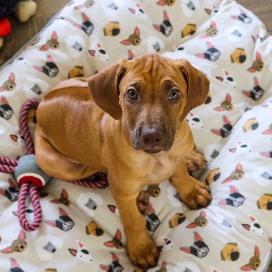 LOU, a Rhodesian Ridgeback puppy