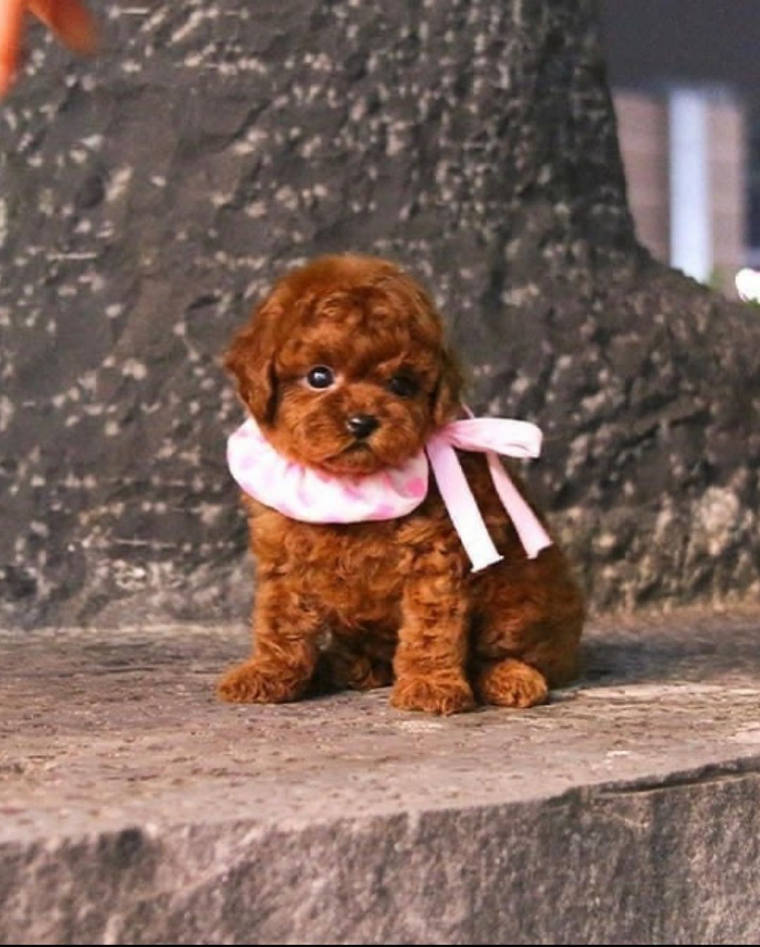 MAX, a Poodle puppy