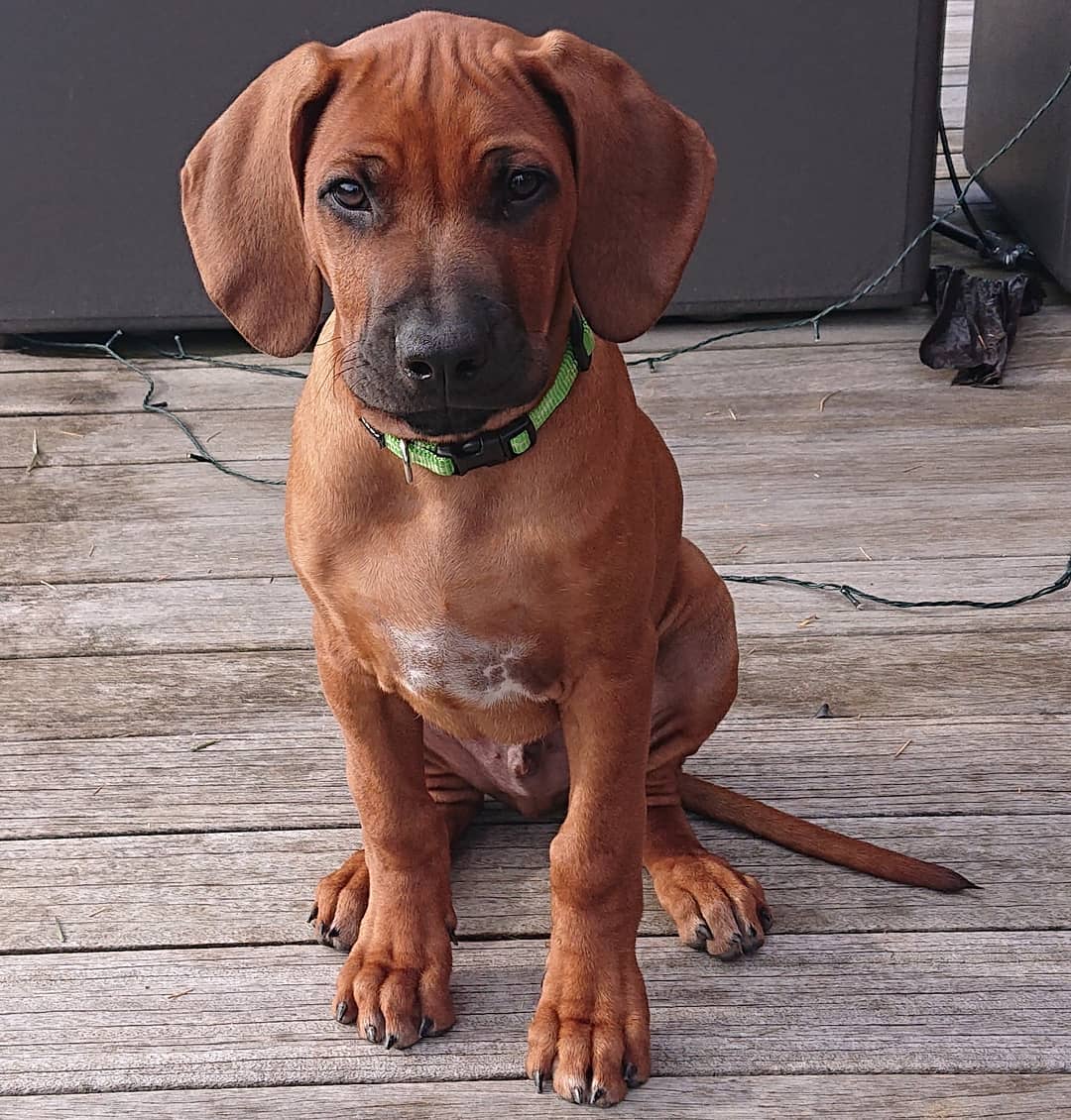 HUGO, a Rhodesian Ridgeback puppy