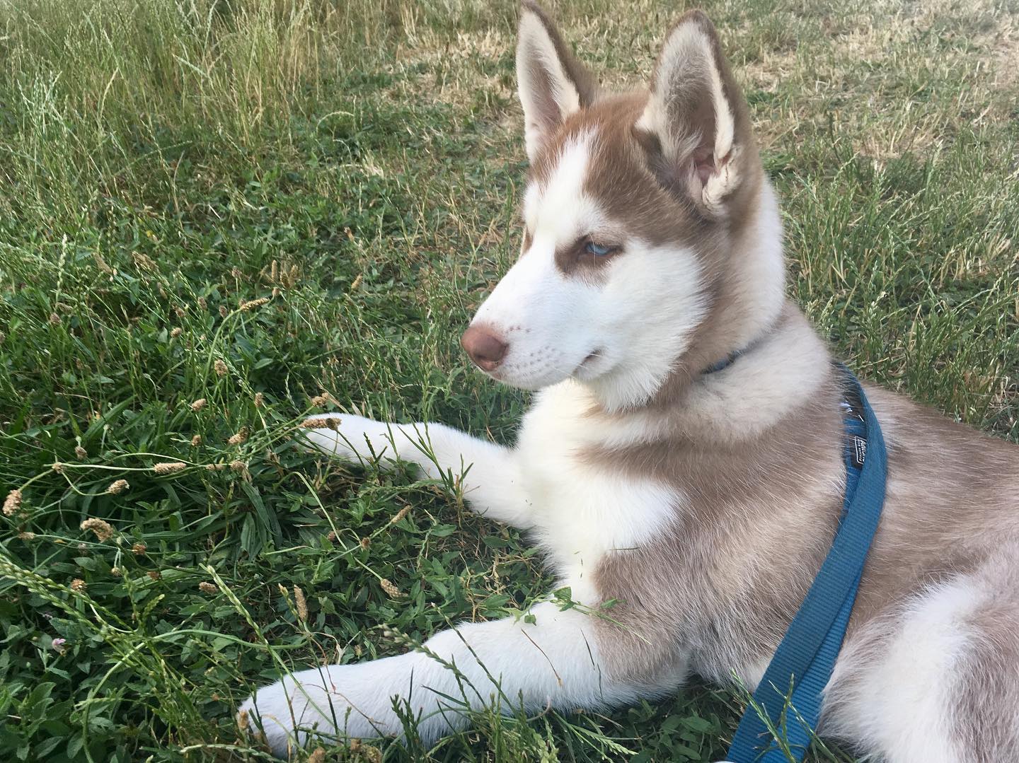 JARO, a Siberian Husky puppy