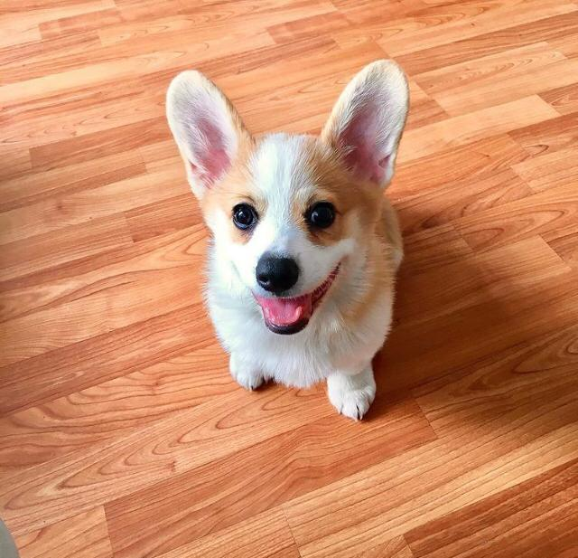 KEN, a Pembroke Welsh Corgi puppy