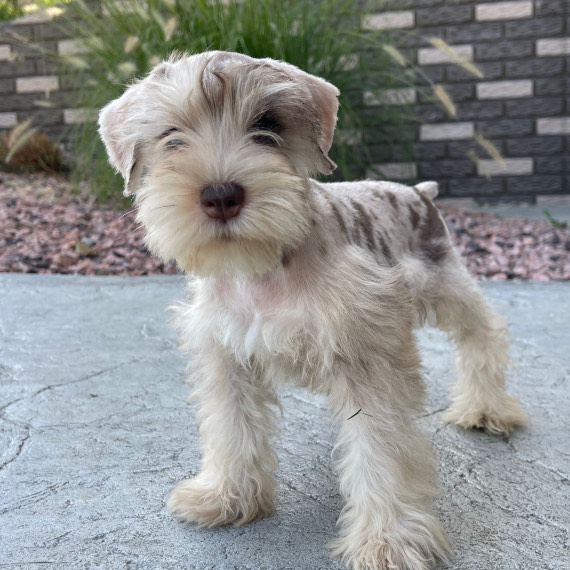 ARVEY, a Schnauzer puppy