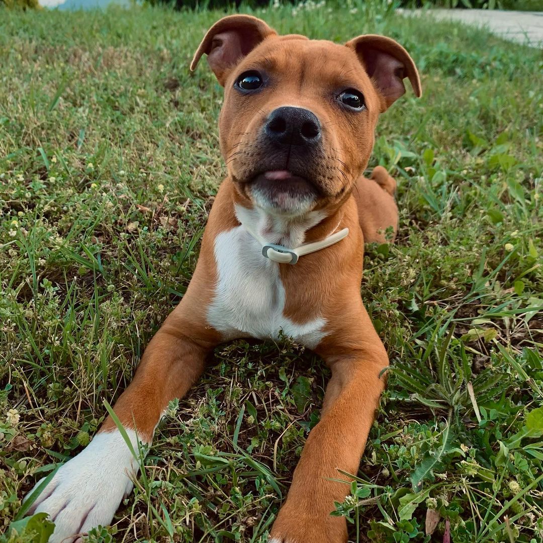 Staffordshire Bull Terrier Puppies at Doggy First