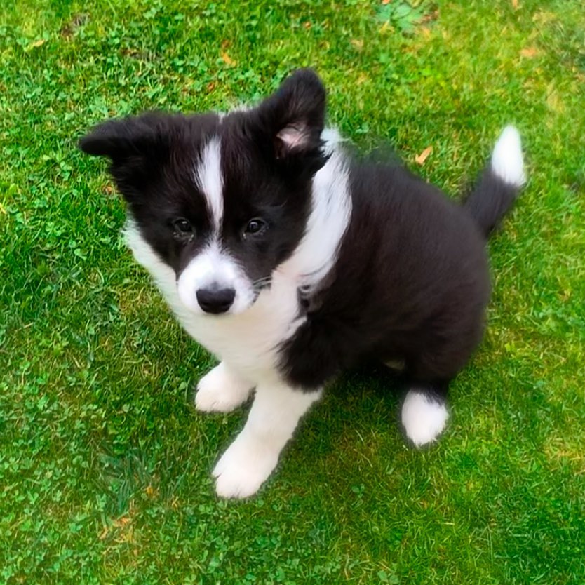 Border Collie Puppies at Doggy First