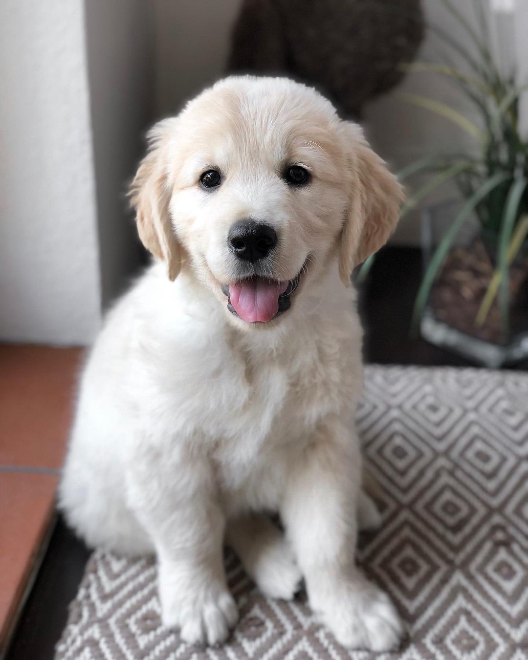 CHLOE, a Golden Retriever puppy